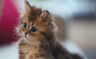猫咪不爱动总趴着，是肌肉流失退化吗？