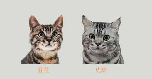 狸花猫和虎斑猫的区别，很多人还不分不清它们俩