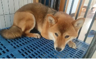 狗狗大便有白色颗粒正常吗