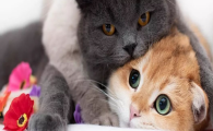猫咪吃饭后精神萎靡犯困？是餐后供血不足吗？