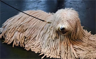 可蒙犬：一种具有独特外貌与强大力量的犬种