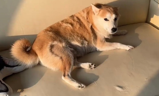 狗狗频繁掉毛该怎么缓解