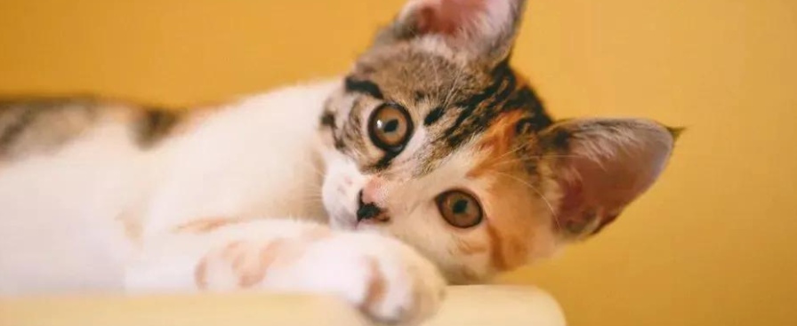 猫咪尿液味道浓重刺鼻？如何调理代谢降火？