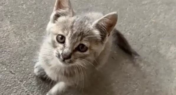男孩紧搂流浪猫到校，老师逗猫，心疼小猫的他急哭了