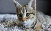 猫咪偶尔原地小碎步，是足底神经发痒吗？