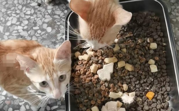 猫粮哪款营养价值高?理想与它丨内行人选粮只看这几点 猫粮哪款营养价值高?理想与它丨内行人选粮只看这几点