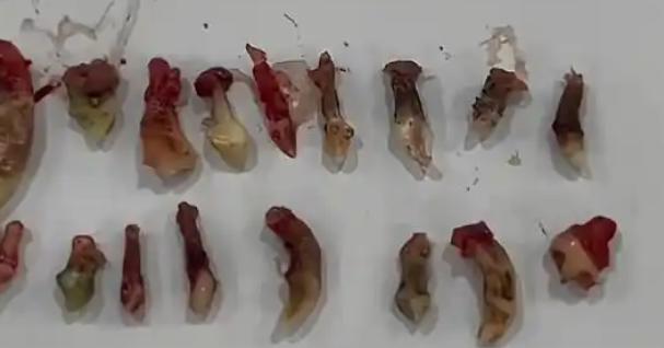 宠物狗术后发现被拔13颗牙,涉事医生事发后一个月已离职 宠物狗术后发现被拔13颗牙,涉事医生事发后一个月已离职