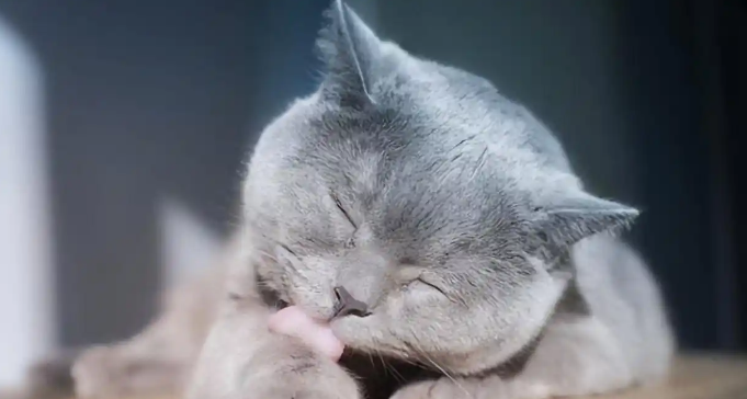 猫咪大量脱毛是什么原因造成