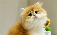 猫咪牙周炎会造成猫咪食欲下降吗