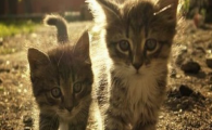 猫咪不爱攀爬只爱平躺?是躯干核心力量不足吗?