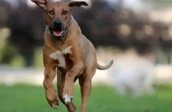 罗得西亚背脊犬知识科普,教你轻松识别罗得西亚背脊犬 罗得西亚背脊犬知识科普,教你轻松识别罗得西亚背脊犬