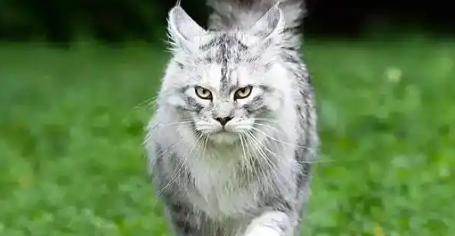 猫咪咽炎频繁干呕要如何对症处理