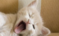 猫咪频繁夜间嚎叫，是认知功能退化吗？