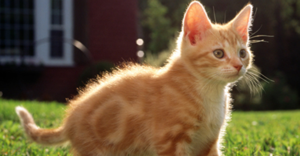 猫咪爪子潮湿不爱干？如何预防脚掌闷湿不适？