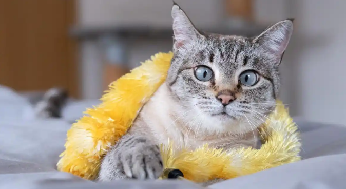 猫咪牙齿牙结石重会诱发牙周炎吗 猫咪牙齿牙结石重会诱发牙周炎吗
