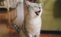 猫咪弓形虫病会传染人吗