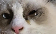 猫的眼睛流褐色分泌物怎么办