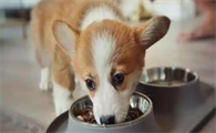 小狗拉稀呕吐还能喂食吗