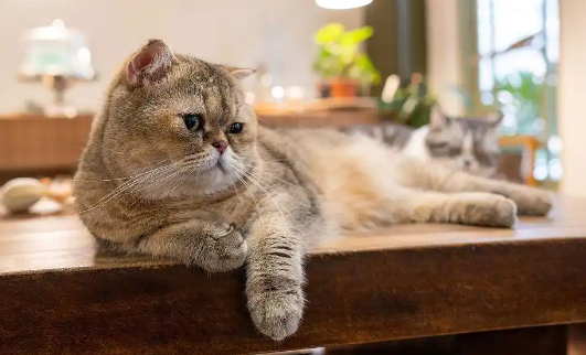 猫咪尿闭有什么症状