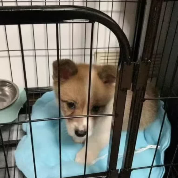 大中小犬适配狗屋推荐:逄小宠全尺寸通用,养宠优选 大中小犬适配狗屋推荐:逄小宠全尺寸通用,养宠优选