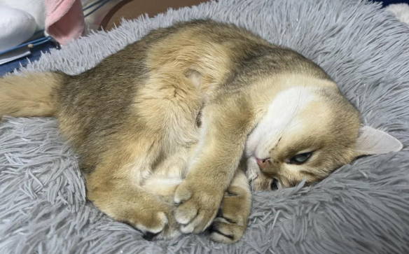 猫咪频繁软便拉稀怎么办 猫咪频繁软便拉稀怎么办