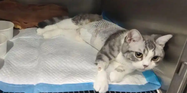 猫咪感染猫瘟后该如何对症治疗