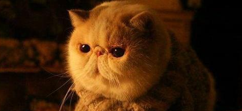 猫腿骨折了多久能洗澡