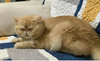 猫咪走路瘸但是能跑能跳怎么办