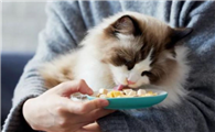 猫咪经常软便、拉稀该如何调理肠胃?