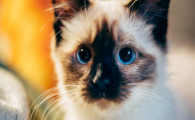 猫咪总爱蹲在猫砂盆里却尿不出，是尿路堵塞前兆吗？