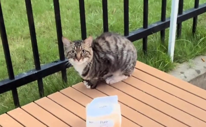 这只流浪猫每天来烧烤摊报到，学人等饭