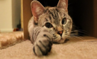 猫咪睡觉四肢抽动，是睡眠神经紊乱吗？