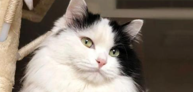 猫咪习惯性甩头甩脑,是前庭神经轻微敏感吗? 猫咪习惯性甩头甩脑,是前庭神经轻微敏感吗?