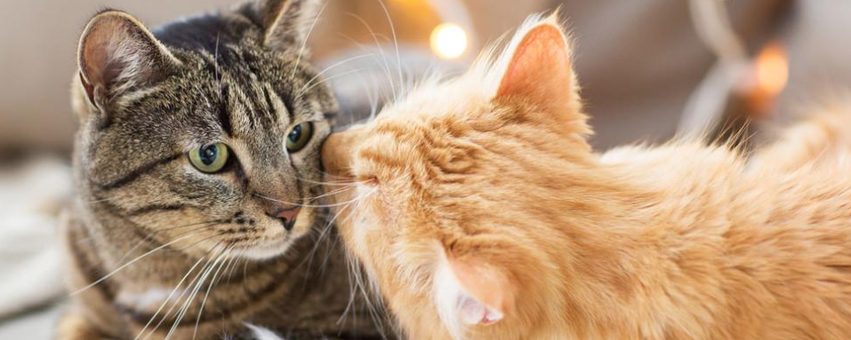 猫咪异食癖是缺营养吗？怎么纠正才有效？