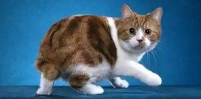 曼岛无尾猫怎么看纯不纯?想了解来看! 曼岛无尾猫怎么看纯不纯?想了解来看!