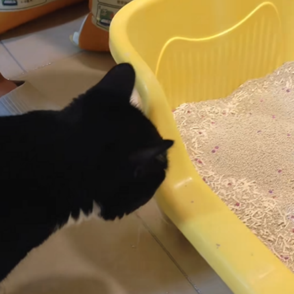 结团好的膨润土猫砂推荐：泰洁猫砂，吸水锁水不粘底