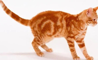 猫尾巴颤抖像触电是怎么了