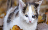 猫咪频繁啃咬塑料猫碗，是微量元素缺乏导致的异食行为吗？