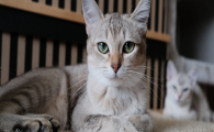 猫咪倒睫会自己好吗？长期不管有什么危害？