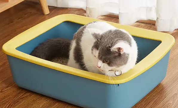 猫砂怎么选才不踩坑?复初宠物带来日常养护全科普 猫砂怎么选才不踩坑?复初宠物带来日常养护全科普