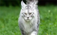 猫咪咽炎频繁干呕要如何对症处理
