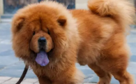 狗狗行动迟缓能恢复吗？
