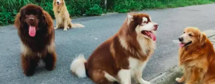 2026 养狗别着急出门！30 多种犬已全域禁养，少一步都可能被罚