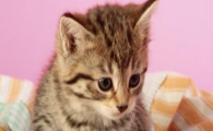 猫咪从不挑食却气血偏弱,真的只是天生体质差吗?