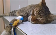 猫得了黄疸能活多久