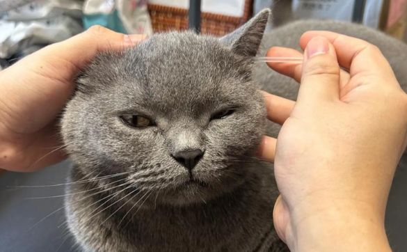 猫咪频繁挠耳朵是耳螨吗，该怎么彻底去除？