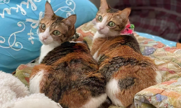 三花猫几乎都是母猫，这是都市传说，还是真实存在的现象呢?