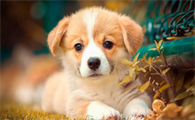 狗狗犬细小病毒病如何救治