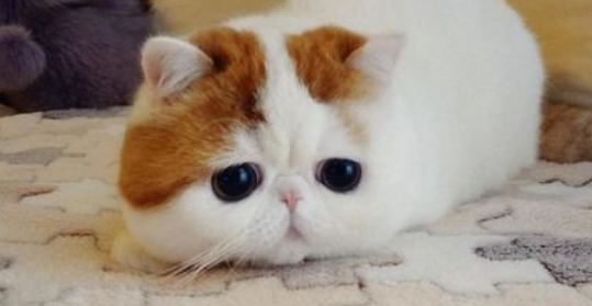 猫咪偏爱深夜疯狂刨猫砂，是肠道夜间蠕动异常吗？