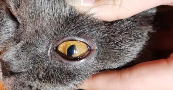 猫咪角膜炎会造成视力受损吗